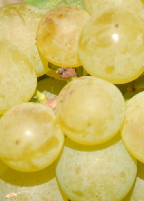 Reichensteiner Beeren 7